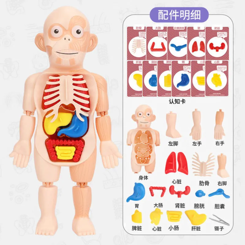 Human model body organs